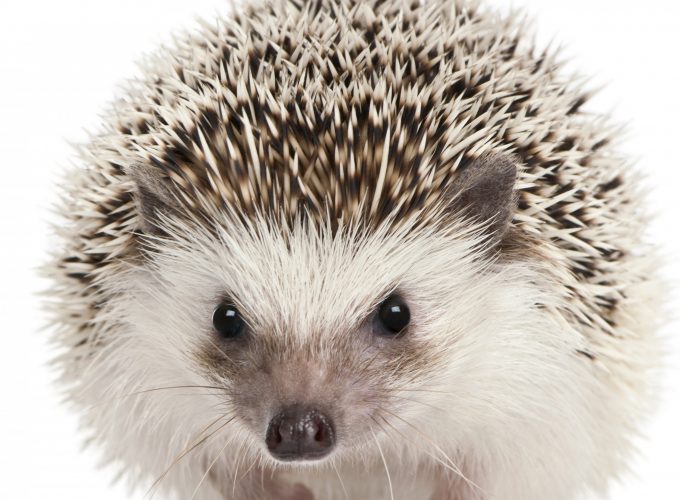 Stock Images hedgehog, cute animals, 5k, Stock Images 8725313019